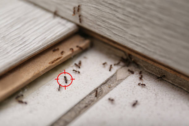 Best Flea Control Services  in Crittenden, KY