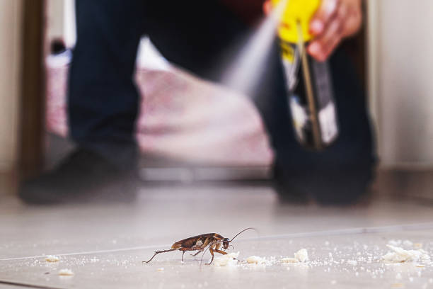 Best Wasp Removal Services  in Crittenden, KY